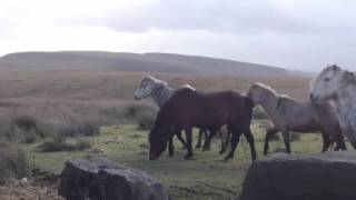 Welsh Ponies Rescue Rehoming Project 6min [upl. by Cyril]