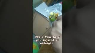 Pov Your bird got injured at midnight [upl. by Idoj]