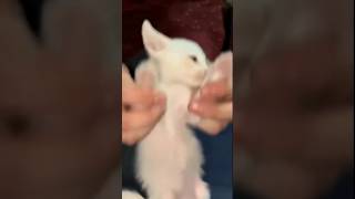 cariñito cat 🤣🤣🤣 viral comedy meme cat funnycat xd [upl. by Chloris]