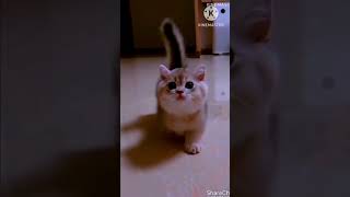 dakha tanu song and cute 🐱 [upl. by Eeima]