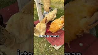 Otomatik Tavuk Besleme Aleti 🐓 🤖 [upl. by Eanil]