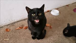 Black Cat Meowing for Treats [upl. by Wanda541]