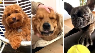 The Best DOG Videos of 2023 😂 Hilarious Dogs Compilation 🐶 [upl. by Hazlip857]