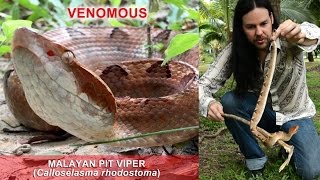 Handling the Malayan Pit Viper [upl. by Wolgast]