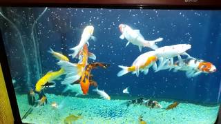 Joel vera peces koi en acuario [upl. by Niwred693]