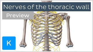 Nerves of the thoracic wall preview  Human Anatomy  Kenhub [upl. by Vaas148]