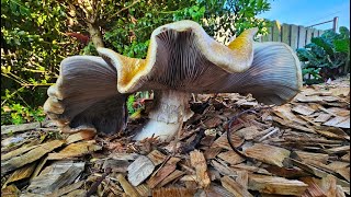 Wine cap mushrooms  king stropharia Stropharia rugosoannulata or garden giants 30 September 2023 [upl. by Proulx]