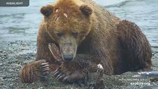 Brooks Falls  Katmai National Park  Highlights 2023 [upl. by Aisya]