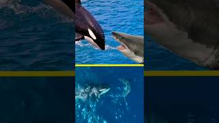 Killer Whales Epic Takedown of a Great White Shark 🦈 shark orca killerwhales [upl. by Sirah]