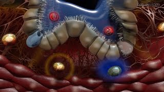 Immunology of the Lung [upl. by Enomaj]