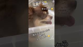 気管支炎のきらりさん😅なかなか咳が止まらないので病院でネブライザーをしてもらいました😅良くなるといいね👍 [upl. by Aierbma]