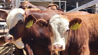 quot RANCHO EL ALAMOquotquot BEEFMASTER Y HEREFORDLOS CREADORES DE GANADO DE REGISTRO quot [upl. by Egag645]