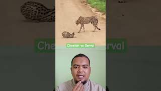 Cheetah vs Serval wildlife cat cats leopard tiger animals animal [upl. by Marten98]