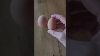 Did I get an egg from one of my pullets [upl. by Zertnom908]