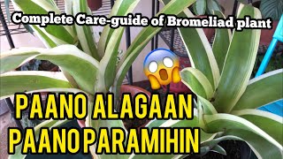 COMPLETE CARE TIPS AND PROPAGATION OF BROMELIAD PLANT [upl. by Alema305]