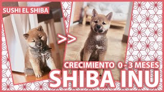 Crecimiento SHIBA INU de 0 a 3 MESES  Shiba Inu Puppy  GROWING 0  3 months With subtitles [upl. by Margette259]