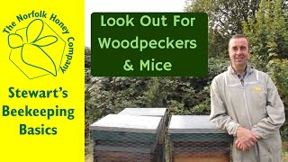 Beekeeping Basics  Winter Protection Against Woodpeckers and Mice  The Norfolk Honey Co [upl. by Sopher]