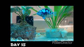 CONVICT CICHLID  BLUE POLAR PARROT FISH BREEDING [upl. by Ileak]