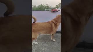 Anatolian Shepherd Dog 🐕🐶dogloverdogphotographydog doglover shortsvideo instagramstories [upl. by Emilio799]