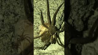 Mother spider carrying her egg plus her babiessoo cute 🥰🕷️iphon8plus spider ytshortsvideo [upl. by Aroz]