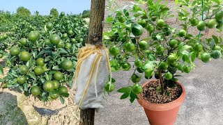 Ten tu propio limonero en casa con este método tendrás cientos de limones en maceta [upl. by Eiramnna]