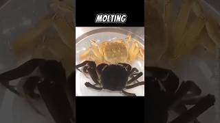 Molting Process Of Crabs  The Only Way To Growth 🤓 [upl. by Namron]