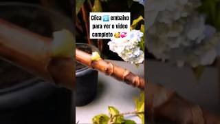 👉 FAÇA MUDAS DE HORTÊNSIA FÁCIL SEM GASTAR NADA 😘🌺🌱 flores viral feedinscritos feedreels [upl. by Ingunna148]