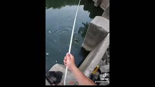 On the dropcreekwater bassfishing fishcreek fishingcuradodc creek largemouthbass [upl. by Meibers]