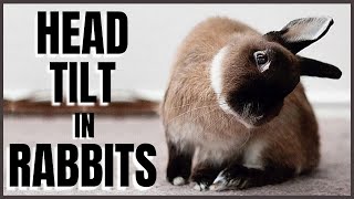 Rabbit With Head Tilt Causes and Cure [upl. by Je]