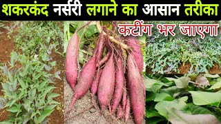 Howto grow Sweet potato nurseryशकरकंद का नर्सरी कैसे करेंsweet potato kaise ugayesweet potato [upl. by Cam219]