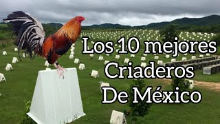 Los 10 mejores criaderos de gallos en México [upl. by Yerrok]