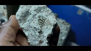 MARINE FOSSILS FROM TECTONICALLY UPLIFTED CAROL REEF [upl. by Otrepur]