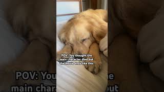 Every main character at end of movie goldenretriever funnydog movieclips [upl. by Lounge]