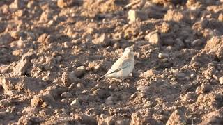 Isabelline Wheatear  East Lothian  24112021 [upl. by Berfield]