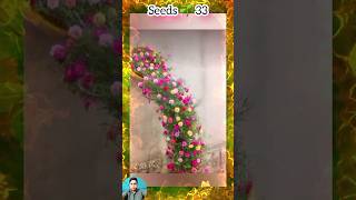 Gardening ideas plantsflowers portulaca plants gardening flowers short seedsplants33 [upl. by Dorena]