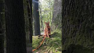 Ou promener son chat en IDF  🐱🌳 [upl. by Pelpel966]