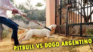 Dangerous Dog Breeds in The World Vlog 🔥 [upl. by Jaime601]