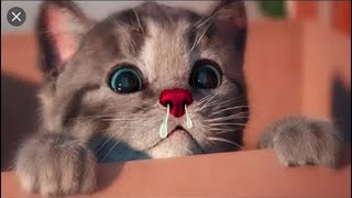 My Favorite Cat Little Kitten  Play Fun Cute 112 [upl. by Acenom]