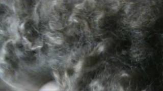 Barbet Fran�ais grooming tips [upl. by Anatniuq419]