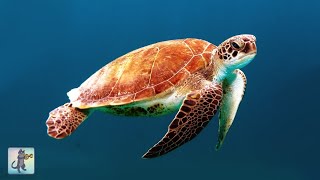 GIANT SEA TURTLES • AMAZING CORAL REEF FISH • 12 HOURS of THE BEST RELAX MUSIC [upl. by Ydisahc]