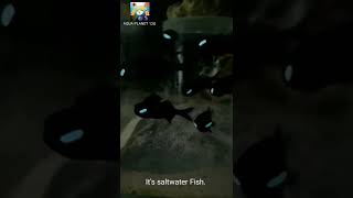 Flashlight Fish  Lantern Fish  flashlightfish lanternfish shortvideo shorts [upl. by Marigolda777]