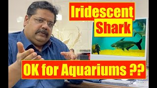 Iridescent Shark  Pangasius Catfish  Aquarium Shark fish  Mayur Dev Aquascaper  Fish keeping HD [upl. by Amikahs327]