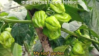 টবে বোম্বাই মরিচের ফলন দেখুন আমার ছাদ বাগানে tobe bumbbai moricer folon dekhun amar chad bagane [upl. by Hendrik]