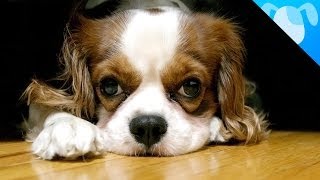 Cavalier King Charles Spaniel Facts [upl. by Teloiv494]