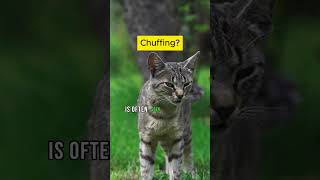 The Surprising Truth About Cat Chuffing [upl. by Htez]