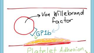 Antiplatelets mechanismpart 1 [upl. by Mela]