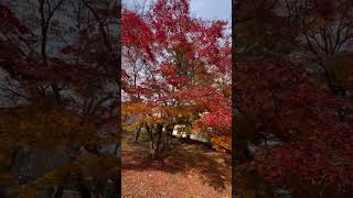 Autumn leaves at Wajimacity Iponmatsupark [upl. by Edasalof76]