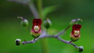 개현삼 Grays figwort [upl. by Selim]