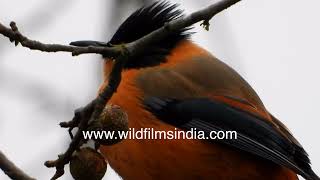 Rufous and rust orangey bird Three Cheers as onomatopoeically named for Blackcapped Rufous Sibia [upl. by Sherrill666]