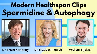 Spermidine amp Autophagy  Dr Brian Kennedy Dr Elizabeth Yurth Vedran Biljelac  MHS Clips [upl. by Felt]